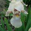 Thumbnail #3 of Iris  by Moby