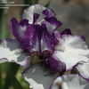 Thumbnail #5 of Iris  by perenniallyme