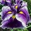 Thumbnail #2 of Iris ensata by Lilypon
