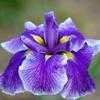 Thumbnail #1 of Iris ensata by Joan