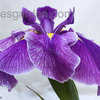 Thumbnail #4 of Iris ensata by EROCTUSE2