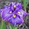 Thumbnail #1 of Iris ensata by Joan