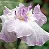 Thumbnail #4 of Iris ensata by shadowgirl