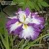 Thumbnail #1 of Iris ensata by kivariver