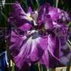 Thumbnail #2 of Iris ensata by Lilypon