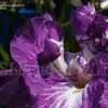 Thumbnail #5 of Iris ensata by DaylilySLP