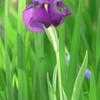 Thumbnail #1 of Iris ensata by MzMunchken