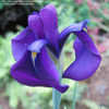 Thumbnail #3 of Iris ensata by eclayne