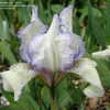 Thumbnail #2 of Iris  by edelweissgirl
