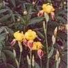Thumbnail #2 of Iris  by Wandasflowers