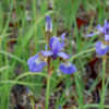 Thumbnail #1 of Iris sibirica by growin