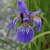 Thumbnail #2 of Iris sibirica by growin