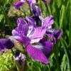 Thumbnail #2 of Iris sibirica by poppysue