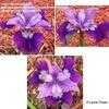 Thumbnail #1 of Iris sibirica by laurief