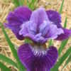 Thumbnail #4 of Iris sibirica by crazy_gardener