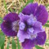 Thumbnail #5 of Iris sibirica by crazy_gardener