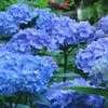 Thumbnail #1 of Hydrangea macrophylla by teatimer