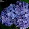 Thumbnail #3 of Hydrangea macrophylla by tyke