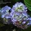 Thumbnail #4 of Hydrangea macrophylla by tyke