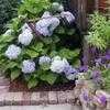 Thumbnail #2 of Hydrangea macrophylla by branka