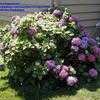 Thumbnail #4 of Hydrangea macrophylla by mingsmimi