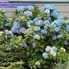 Thumbnail #5 of Hydrangea macrophylla by mingsmimi