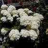 Thumbnail #1 of Hydrangea arborescens by Wintermoor