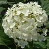 Thumbnail #5 of Hydrangea arborescens by DaylilySLP