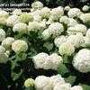 Thumbnail #2 of Hydrangea arborescens by normal1234