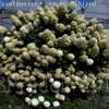 Thumbnail #2 of Hydrangea paniculata by DaylilySLP