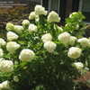 Thumbnail #3 of Hydrangea paniculata by ericmg01