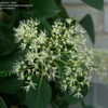 Thumbnail #2 of Hydrangea anomala subsp. petiolaris by DaylilySLP