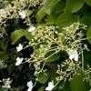 Thumbnail #3 of Hydrangea anomala subsp. petiolaris by Happenstance