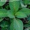 Thumbnail #4 of Hydrangea macrophylla by chicochi3