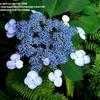 Thumbnail #1 of Hydrangea macrophylla by sterhill