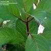 Thumbnail #5 of Hydrangea macrophylla by chicochi3