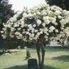 Thumbnail #2 of Hydrangea paniculata by 24kBlondi