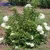 Thumbnail #3 of Hydrangea paniculata by dave