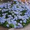 Thumbnail #1 of Hydrangea macrophylla by palmbob