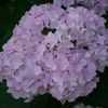 Thumbnail #2 of Hydrangea macrophylla by Justaysam