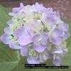 Thumbnail #3 of Hydrangea macrophylla by Dinu