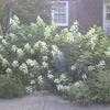 Thumbnail #2 of Hydrangea paniculata by donp17