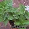 Thumbnail #4 of Hydrangea macrophylla by Dinu