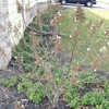 Thumbnail #5 of Hydrangea paniculata by bigcityal