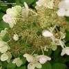 Thumbnail #4 of Hydrangea paniculata by bigcityal