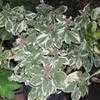 Thumbnail #4 of Hydrangea macrophylla by Wingnut