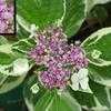 Thumbnail #1 of Hydrangea macrophylla by htop