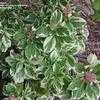 Thumbnail #3 of Hydrangea macrophylla by Wingnut