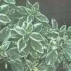Thumbnail #5 of Hydrangea macrophylla by htop