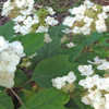 Thumbnail #4 of Hydrangea quercifolia by hannett_garner